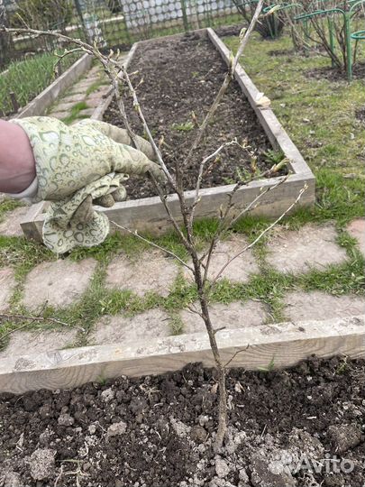 Куст крыжовника