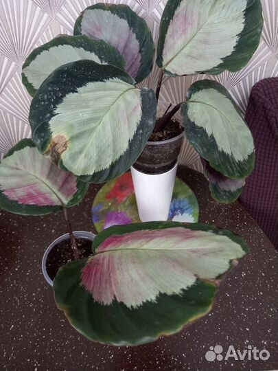 Комнатные цветы