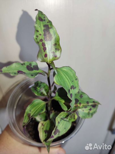 Домашние растения