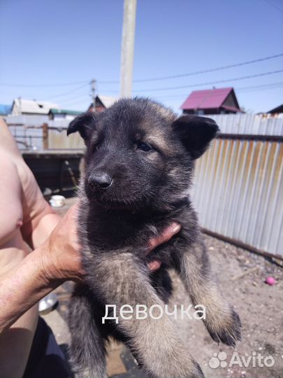 Восточно европейская овчарка