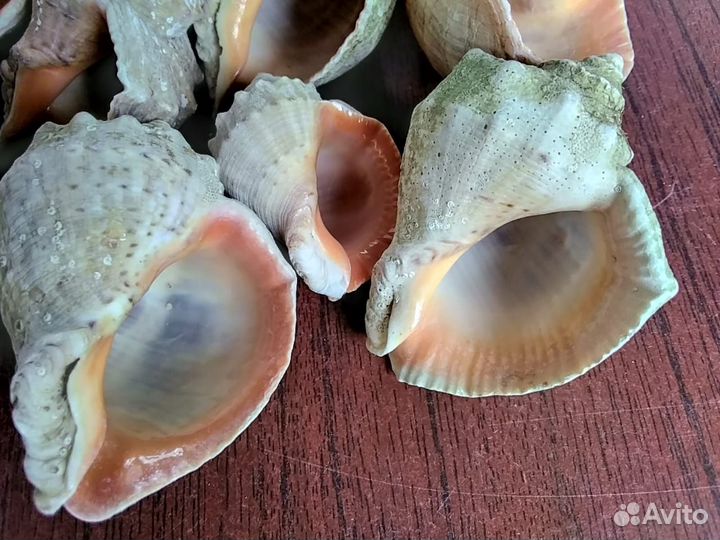 Морские ракушки рапан 10шт