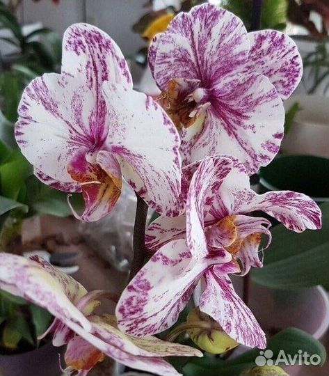 Сортовые орхидеи