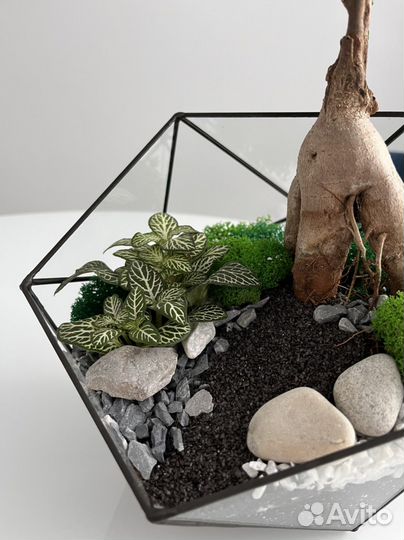 Флорариум Бонсай
