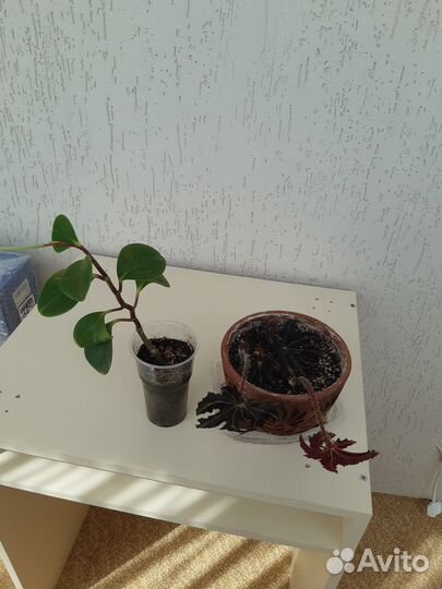 Комнатные цветы