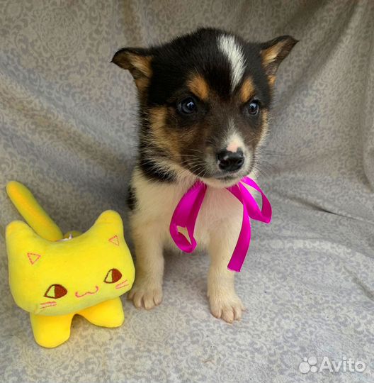 Отдам щенков