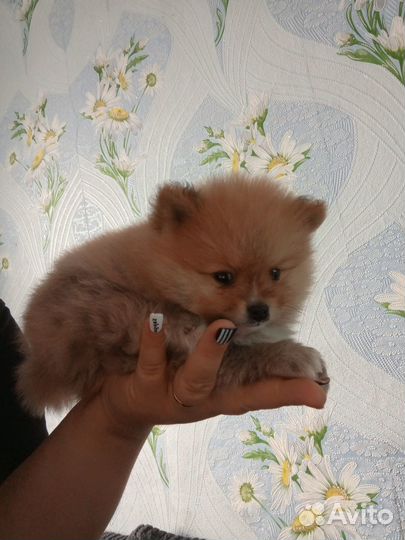 Померанский щпиц мини