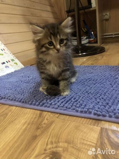 Котенок в добрые руки (девочка, мальчик)