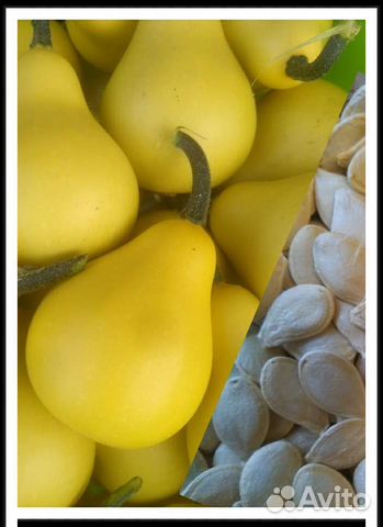 Тыква-груша декоративная Семена