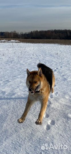 Метис овчарки