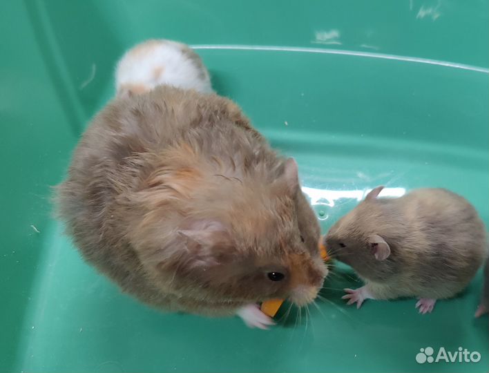 Сирийские Ангорские Хомяки Плюшевые Медвежата