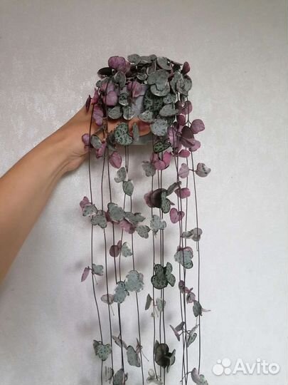 Церопегия вуда вариегатная