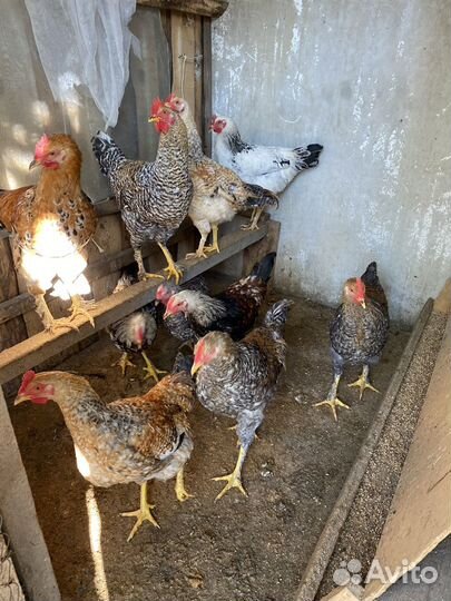 Молодые петухи