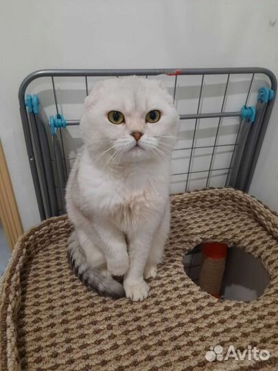 Шотландский кот вязка