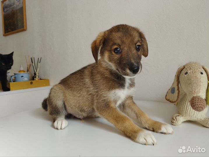 Щенок в добрые руки