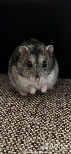 Джунгарский хомяк