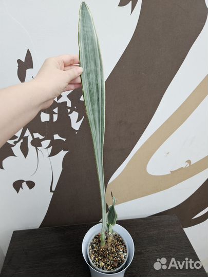 Сансевиерия Манолин