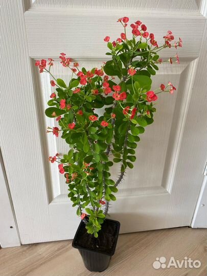 Молочай Миля