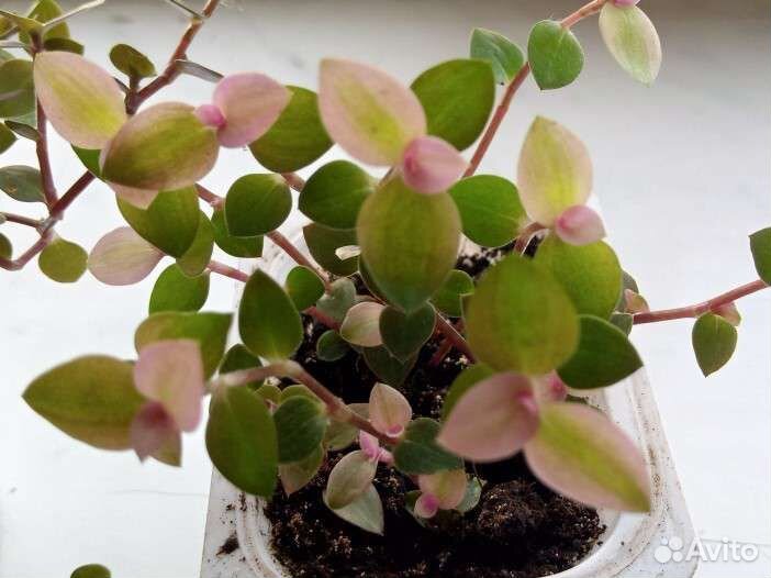 Каллизия Бьянка, Крибо и зеленая