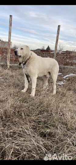 Алабай кабель вязка