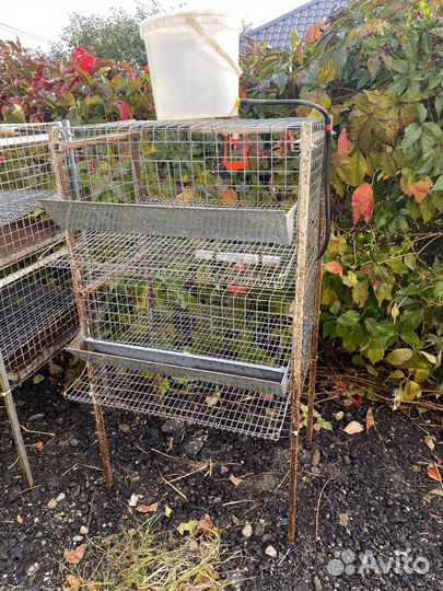 Клетки для перепелов бу