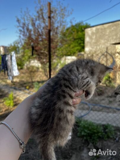 Котята в добрые руки даром бесплатно