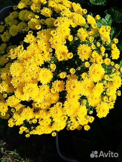 Хризантемы мультифлора