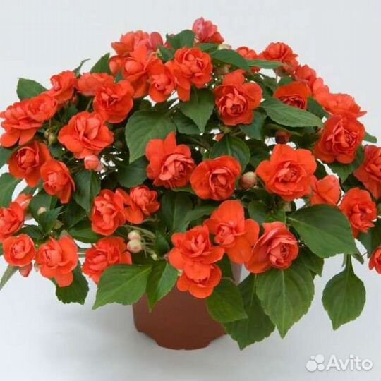 Бальзамины вегетативные, сортовые