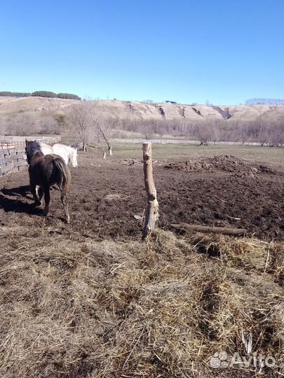 Лошади, жеребёнок