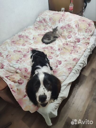 Кокер спаниель