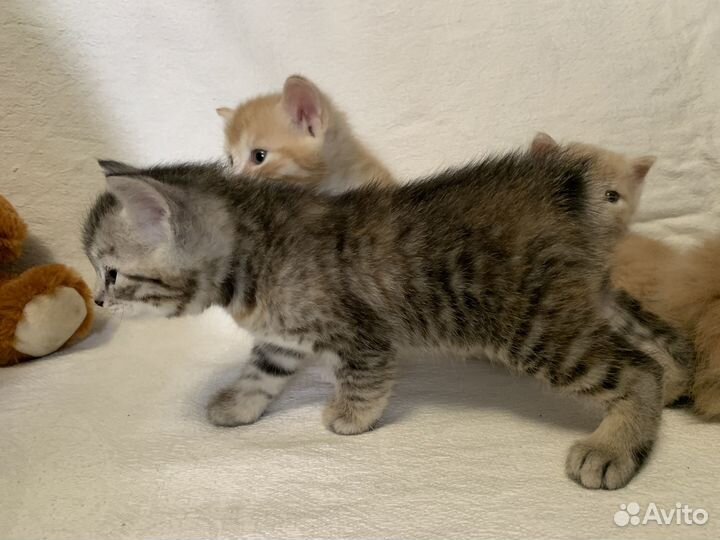 Курильский бобтейл