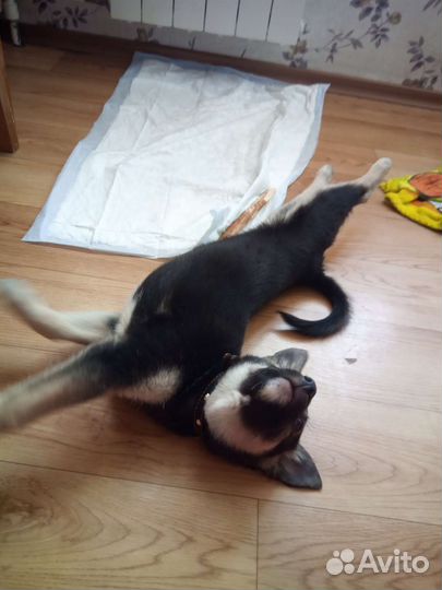 Собака щенок бесплатно