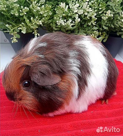 Шелти, длинношерстная морская свинка