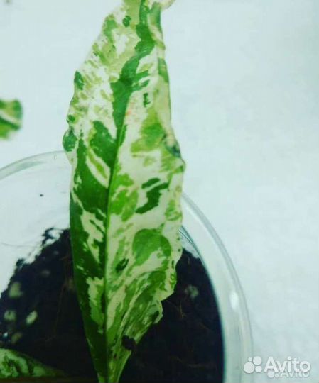 Коллекция комнатных гранатов