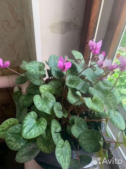 Европейский цикламен