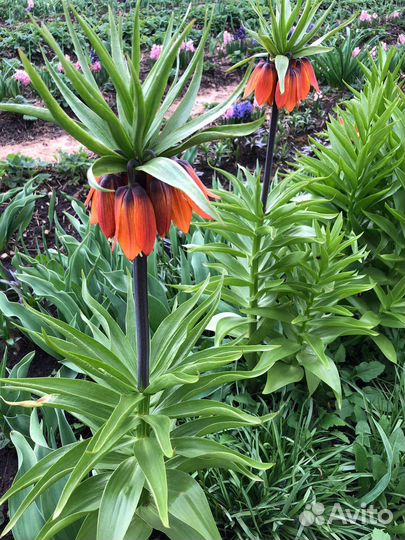 Луковичные и многолетние цветы