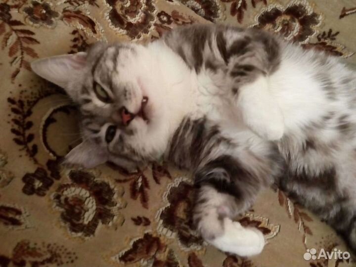 Котик леопард