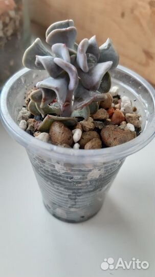 Суккуленты