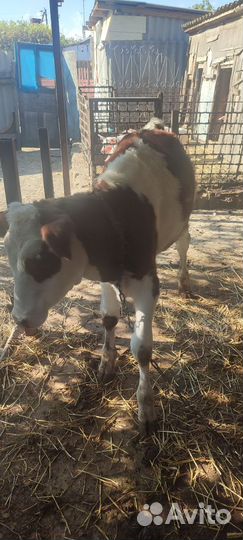 Корова тёлка