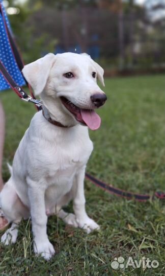 Весёлый щенок