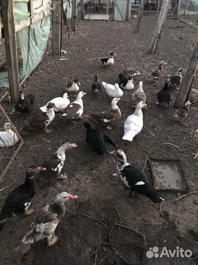 Мускусные утки