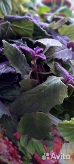 Комнатные цветы