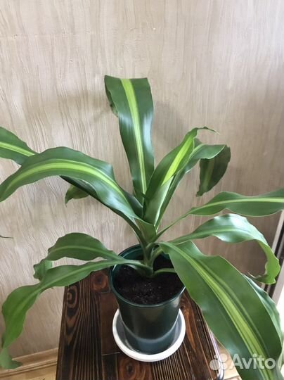 Комнатные цветы драцена