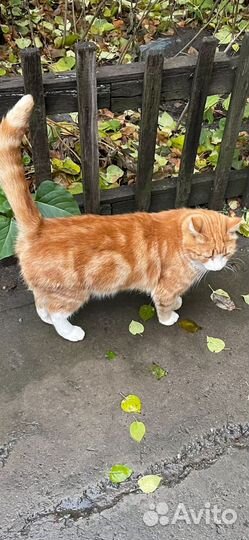 Кастрированный кот