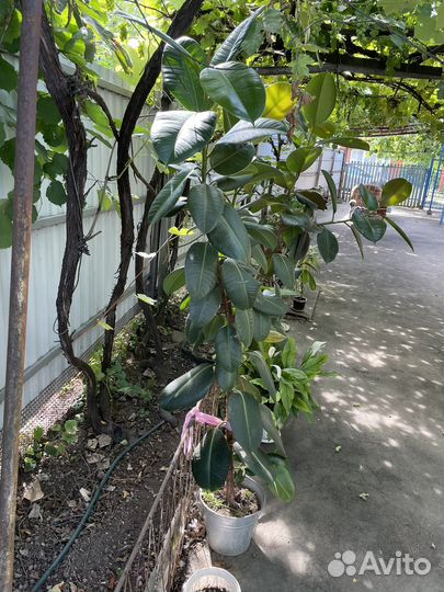 Фикус эластика