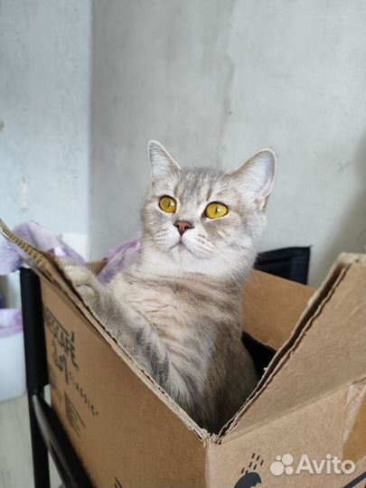 Кошка 2 года