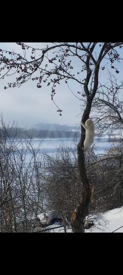 Участок 10,5 сот. (ИЖС)