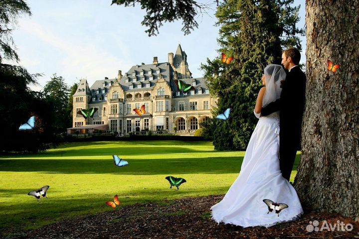 Салют из 20 Живых Тропических Бабочек с/б-29