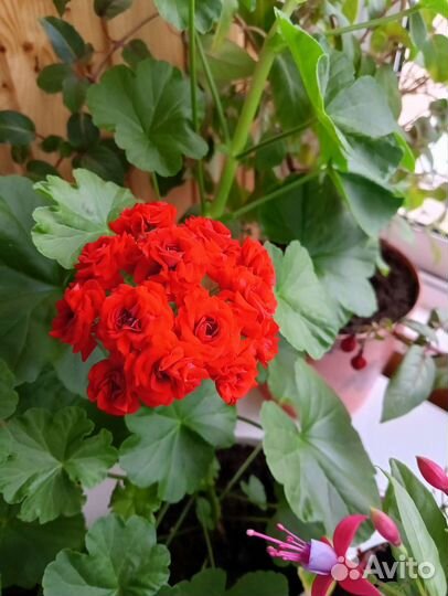 Герань. Фуксия