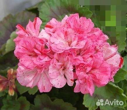 Пеларгония Bewerly Scammell