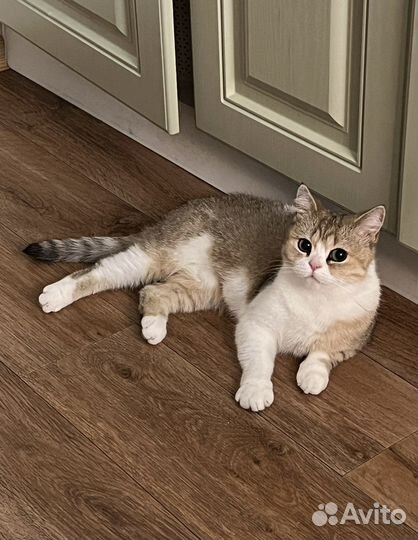 Кошка британская